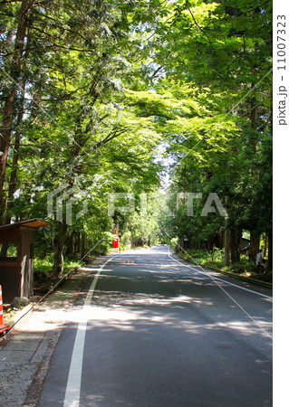 日光杉並木 11007323