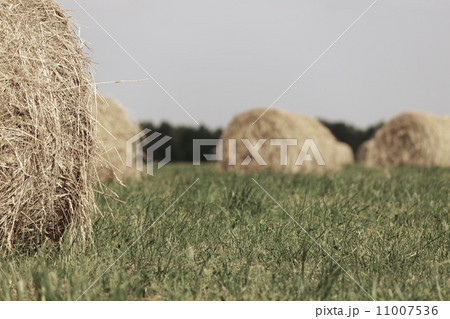 Rolling haystack on summer field 11007536