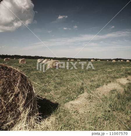 Rolling haystack on summer field 11007570