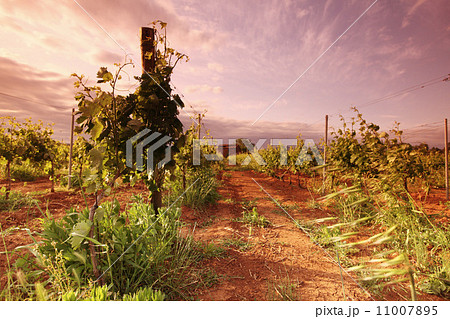 Vineyard in france on sunrise Vineyard in france on sunrise 11007895