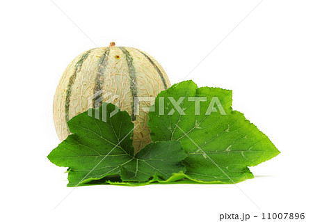 cantaloupe melone cantaloupe melone 11007896