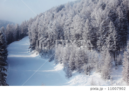 forest in snow forest in snow 11007902