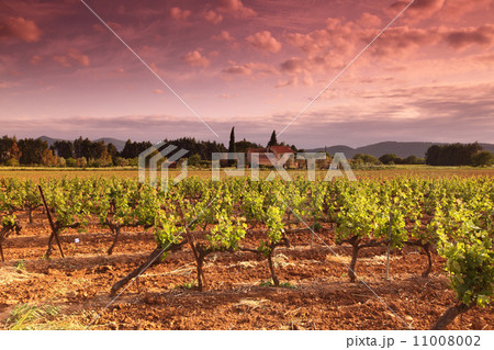 Amazing Vineyard Sunset in france 11008002
