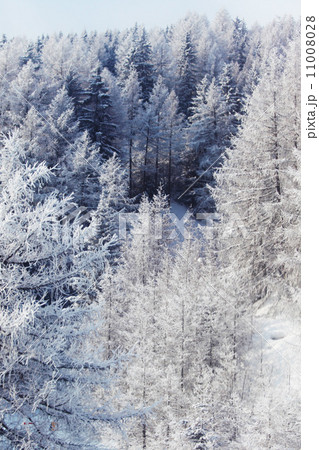 forest in snow 11008028