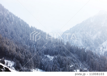 forest in snow 11008103