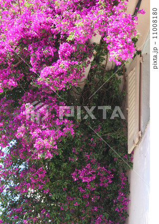 pink flowers pink flowers 11008180