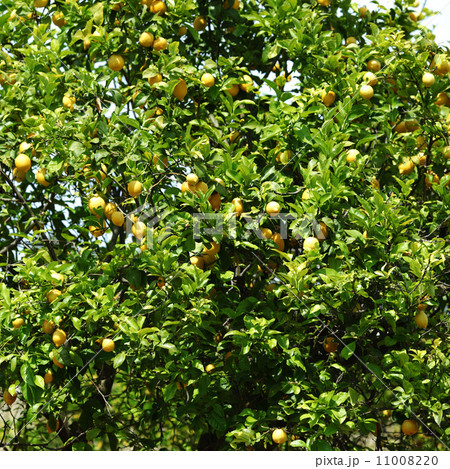 Lemon close up Lemon close up 11008220