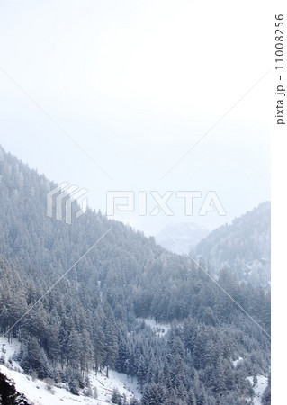 forest in snow 11008256