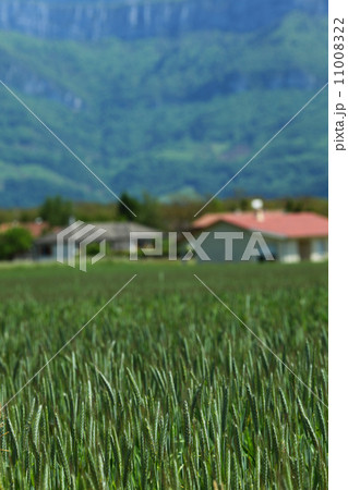 Early spring wheat field 11008322