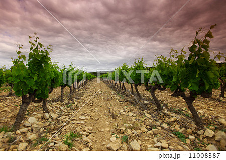 Orange Sky over Green Vineyard Orange Sky over Green Vineyard 11008387
