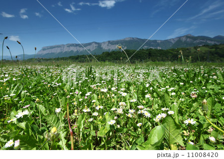 Beautiful camomile in Alps swiss Beautiful camomile in Alps swiss 11008420