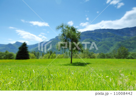 spring alps 11008442