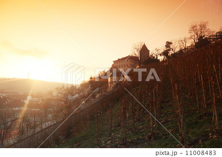 vineyard in prague vineyard in prague 11008483