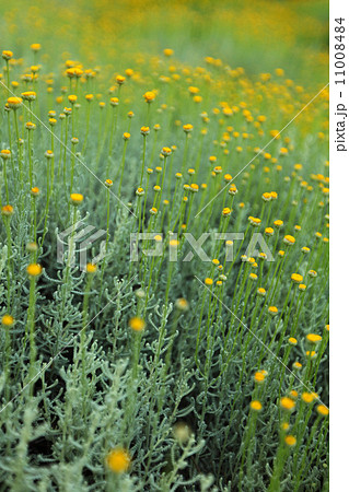 yellow spring flowers macro close up 11008484