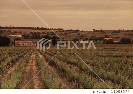 Orange Sky over Green Vineyard 11008574