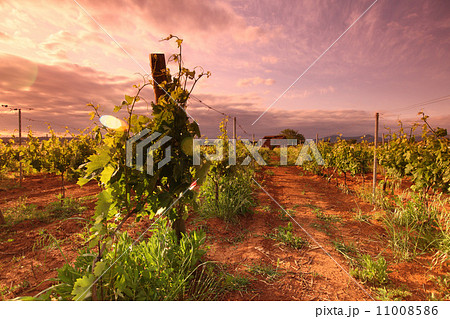 Vineyard in france on sunrise Vineyard in france on sunrise 11008586