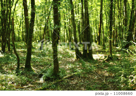 summer forest with sunlight summer forest with sunlight 11008660