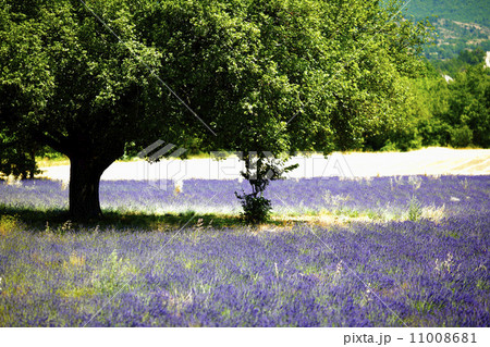 lavender field lavender field 11008681