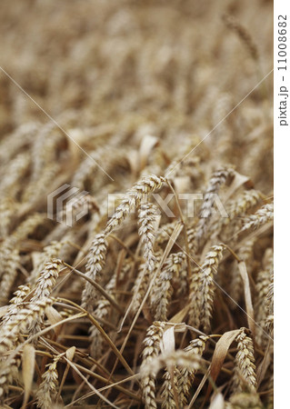 wheat close up on farm field 11008682