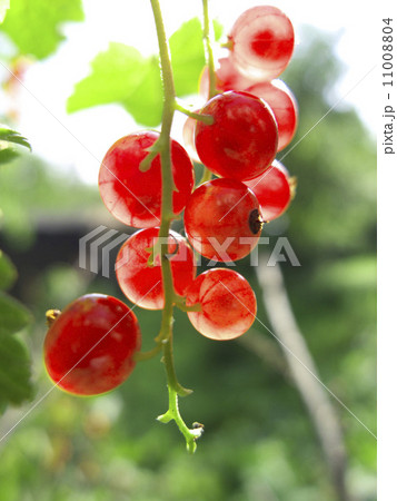 Red currants in the garden 11008804