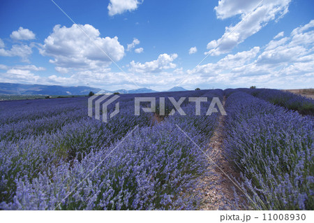 lavender field 11008930