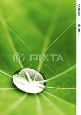 Water drop on green leaf 11009055