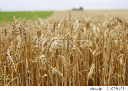 wheat close up on farm field 11009103