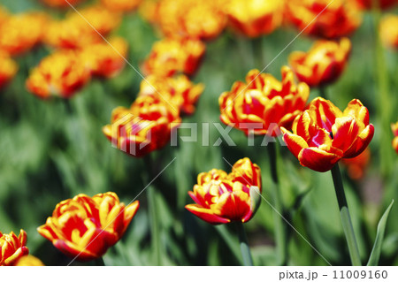 Red Orange Yellow Tulips 11009160