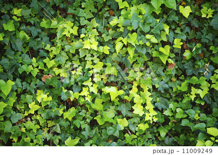 Green wall of Ivy leaves Green wall of Ivy leaves 11009249