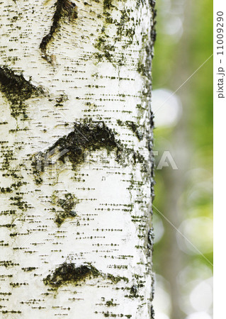 Birch bark 11009290