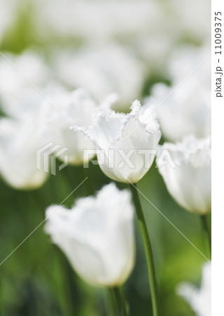 White tulips 11009375