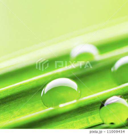 Water drops on the green grass Water drops on the green grass 11009434