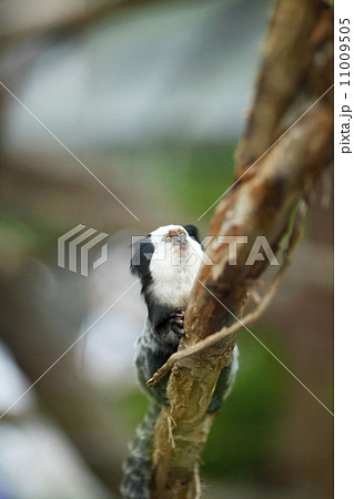 White-headed Marmoset sitting in a tree 11009505