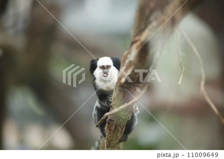 White-headed Marmoset sitting in a tree 11009649