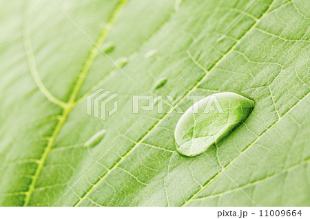Water drop on leaf Water drop on leaf 11009664