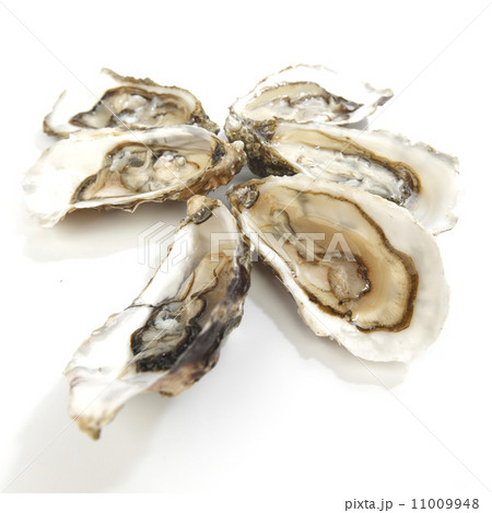 Oysters on white Oysters on white 11009948