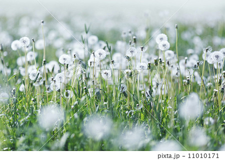 White dandelions White dandelions 11010171