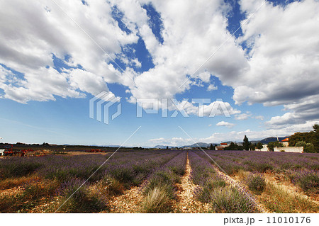 lavender field 11010176