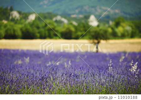 lavender field 11010188