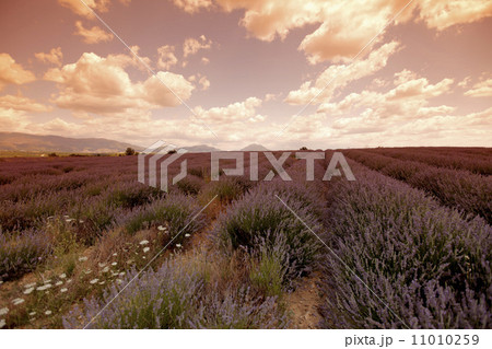 lavender field lavender field 11010259
