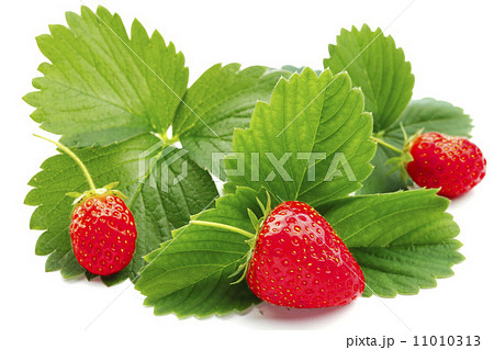 Strawberry with leaves 11010313