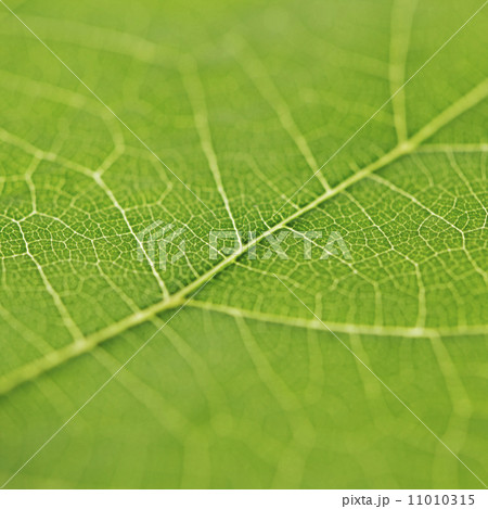 Green leaf texture 11010315