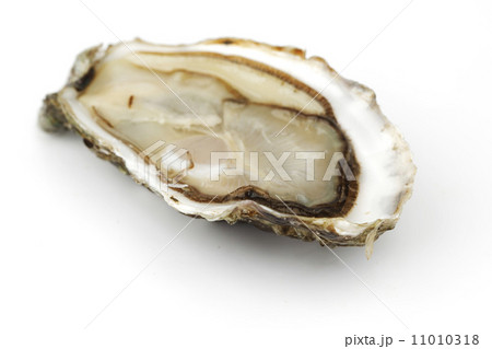 Oyster on white 11010318