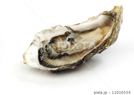 Oyster on white Oyster on white 11010554