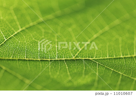 Green leaf texture 11010607