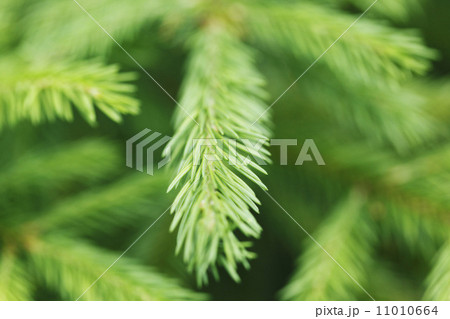 Fir tree Fir tree 11010664