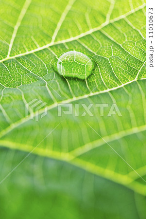 Water drop on leaf 11010673