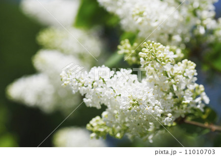 White lilac White lilac 11010703