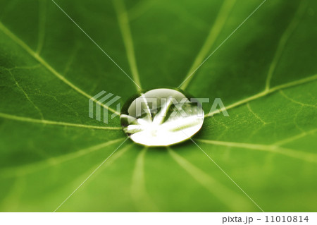 Water drop on green leaf 11010814