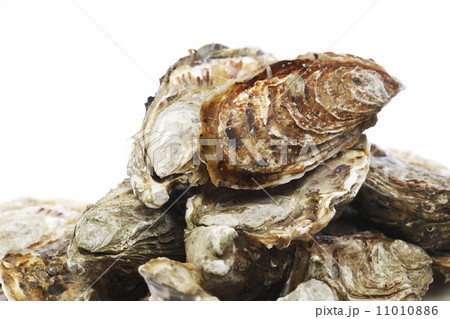 Oysters on white Oysters on white 11010886